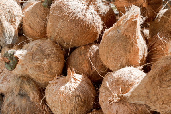 kelapa setengah kupas